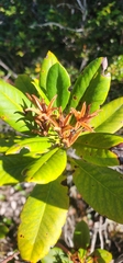 Rhododendron macrophyllum