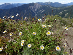Erigeron morrisonensis