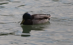 Anas platyrhynchos