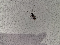 Phoracantha semipunctata