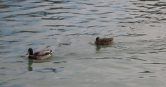 Anas platyrhynchos