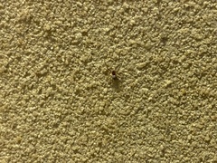 Cryptachaea veruculata