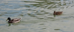 Anas platyrhynchos