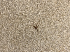 Cryptachaea veruculata