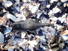 Callorhinchus capensis