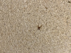 Cryptachaea veruculata