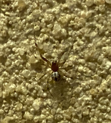 Cryptachaea veruculata