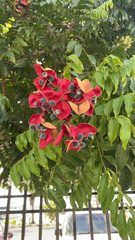 Majidea zanguebarica