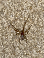 Cryptachaea veruculata