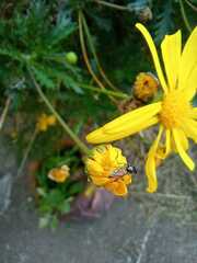 Platycheirus chalconota