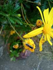 Platycheirus chalconota