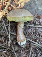 Xerocomellus chrysenteron