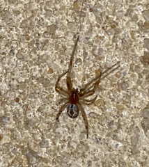 Cryptachaea veruculata