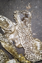 Naja sputatrix