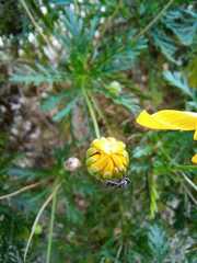 Platycheirus chalconota