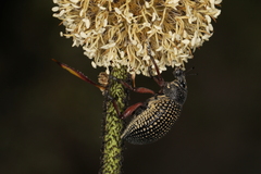 Catasarcus asphaltinus