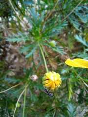 Platycheirus chalconota