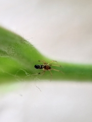 Coleosoma