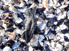 Callorhinchus capensis