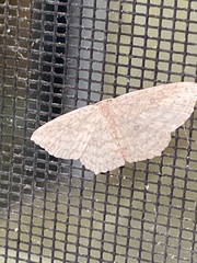 Cosymbiini