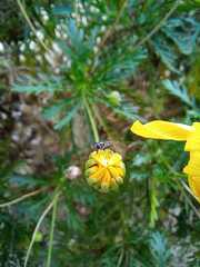 Platycheirus chalconota