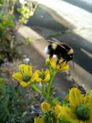 Bombus terrestris
