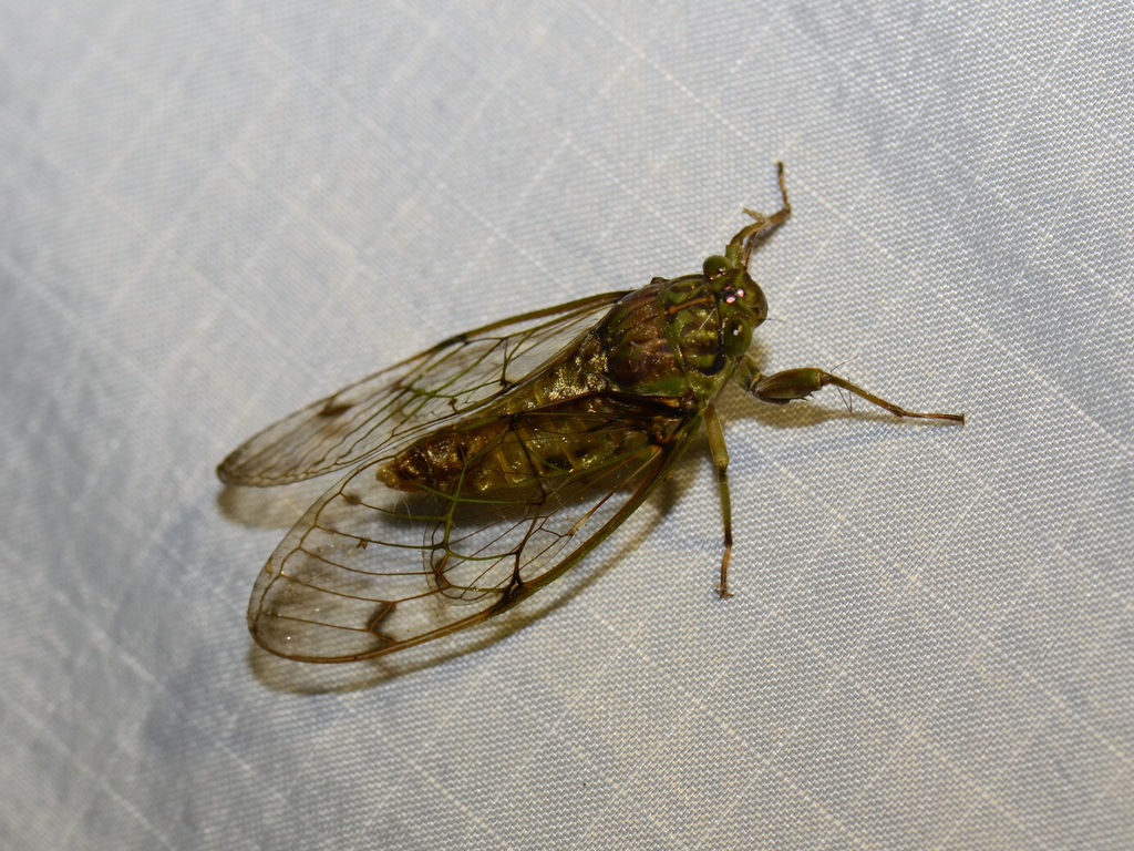 Psithyristria