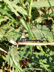 Diplacodes nebulosa
