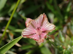 Geranium hayatanum