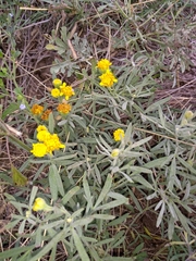 Picradeniopsis oppositifolia