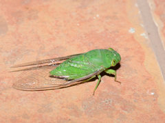 Dundubia