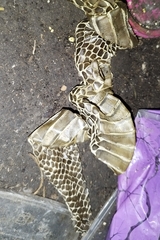 Naja sputatrix