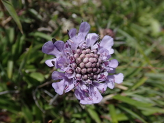 Scabiosa lacerifolia