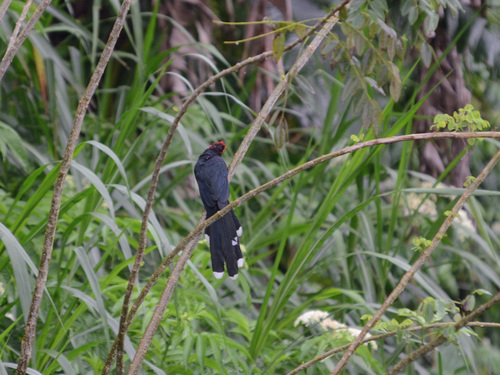 Roodbrauwmalkoha (Dasylophus superciliosus)
