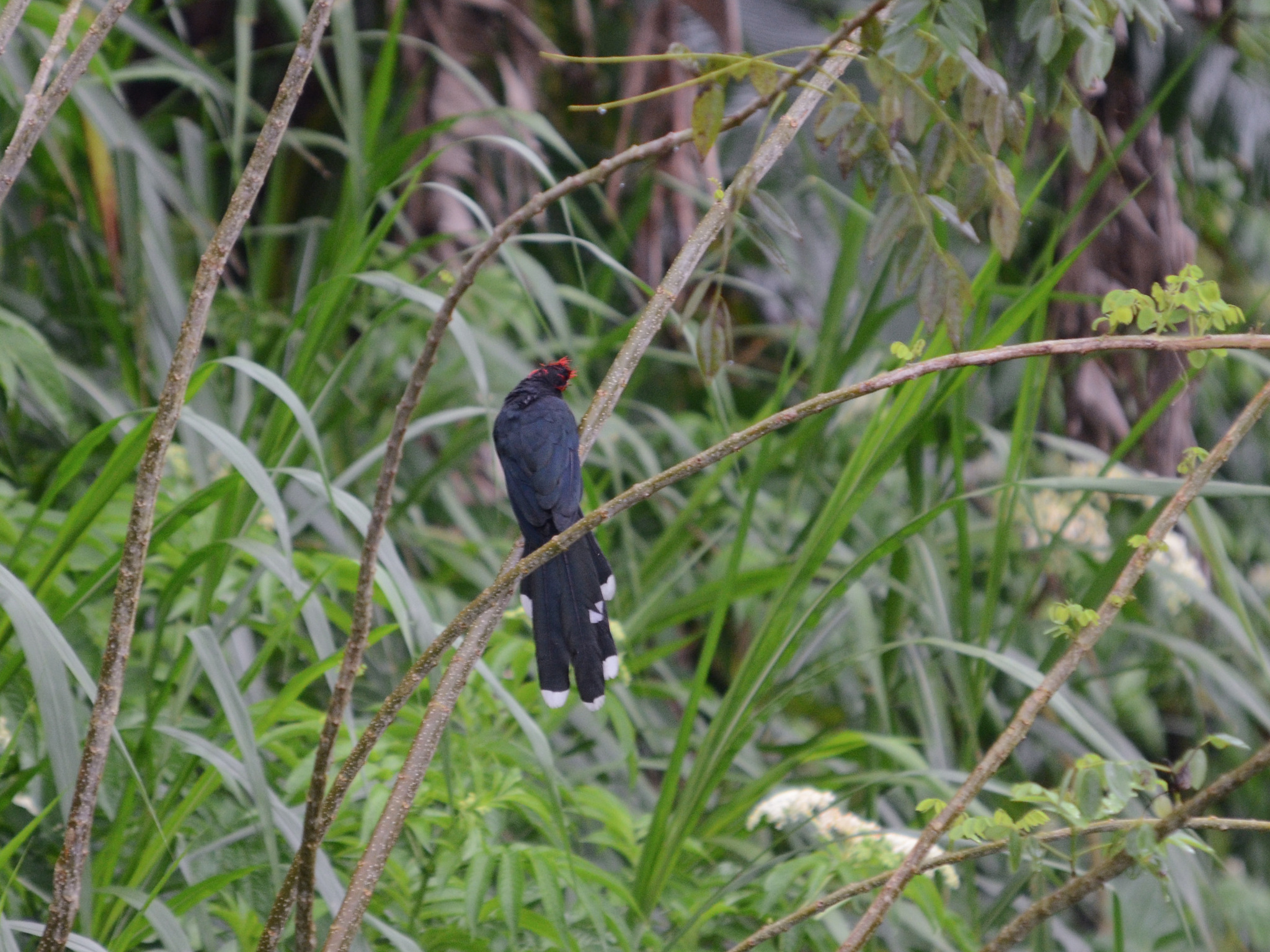 Red-crested Malkoha (Dasylophus superciliosus)