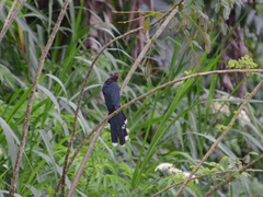 Dasylophus superciliosus