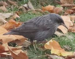 Sturnus unicolor