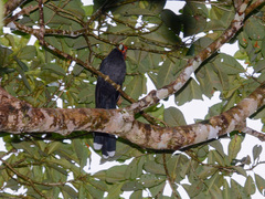 Dasylophus superciliosus