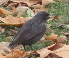 Sturnus unicolor