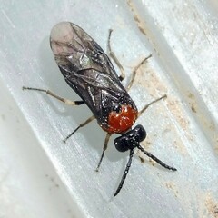 Eutomostethus ephippium