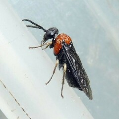 Eutomostethus ephippium