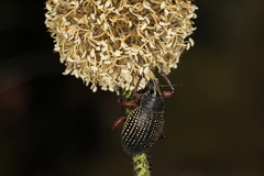 Catasarcus asphaltinus