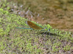 Neurobasis luzoniensis