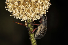 Catasarcus asphaltinus