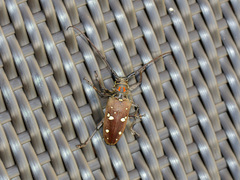 Batocera rubus