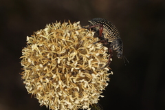 Catasarcus asphaltinus