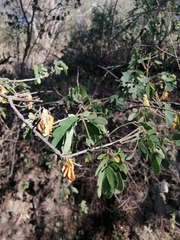 Zapoteca formosa