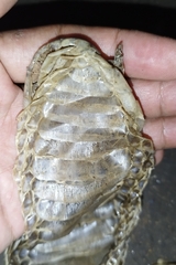 Naja sputatrix