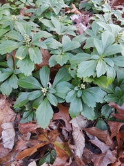 Pachysandra