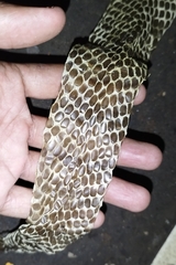 Naja sputatrix